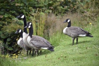 Canada geese (Branta canadensis) on the meadow
