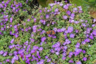 Asters with butterfly, South England, Coast, England, GB