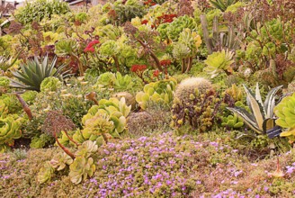 Blooming garden on the English North Sea coast, England, Great Britain
