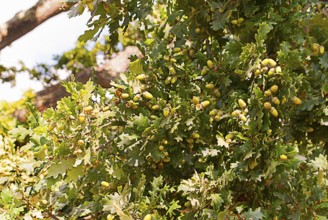 Acorns on a tree or shrub, South England coast, England, GB