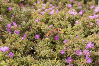 Butterfly on aster flower, South England coast, England, GB