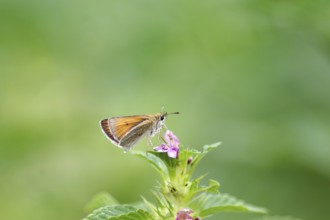 Essex skipper (Thymelicus lineola), brown, flower, nectar