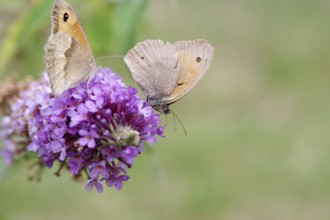 Meadow Brown (Maniola jurtina), two, flower, nectar
