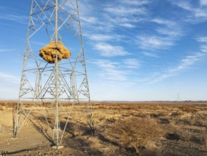 Huge nest of Sociable Weavers (Philetairus socius) built in an elecricity pylon. Low angle aerial