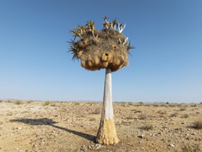 Quiver Tree (Aloidendron dichotomum) with huge nest of Sociable Weavers (Philetairus socius). Low