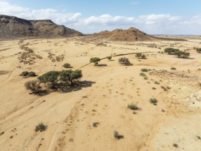 Arid plains and camelthorn trees (Vachellia erioloba) in the Gondwana Canyon Park. Aerial view.