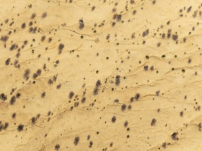 Arid desert plain with sparse vegetation. Aerial view. Drone shot. Namib Desert, Namibia