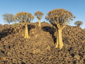 Quiver Tree (Aloidendron dichotomum). Low angle aerial view. Drone shot. Southern Namibia