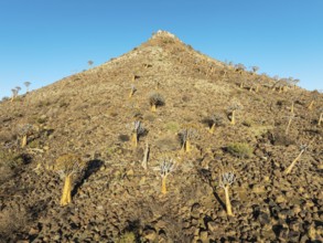 Quiver Tree (Aloidendron dichotomum). At the slope of a conical rock, a so-called Prince Albert
