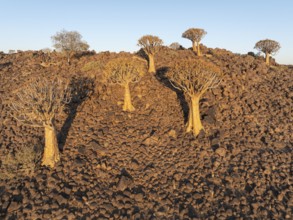Quiver Tree (Aloidendron dichotomum). Aerial view. Drone shot. Southern Namibia