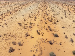 Linear sand dunes grown with camelthorn trees (Vachellia erioloba) in the Kalahari Desert. Aerial