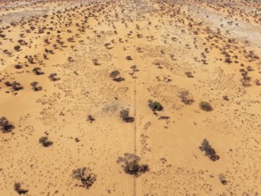 Linear sand dunes grown with camelthorn trees (Vachellia erioloba) in the Kalahari Desert. The