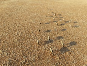 Gemsbok (Oryx gazella). Roaming an arid plain at the edge of the Namib Desert. Aerial view. Drone