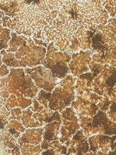 Salt marsh at the Skeleton Coast. Aerial view. Drone shot. Dorob National Park, Namibia