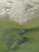 Low tide patterns and Greater Flamingos (Phoenicopterus ruber) at the Walvis Bay Lagoon. Aerial