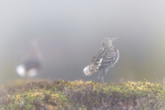 Great snipe (Gallinago media) male displaying at lek at dawn in early morning mist on tundra