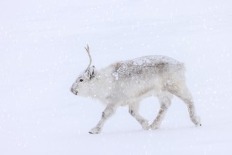 Svalbard reindeer (Rangifer tarandus platyrhynchus) adult in winter coat foraging on snow covered