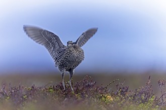 Great snipe (Gallinago media) male flapping wings during courtship display at lek at dusk on tundra