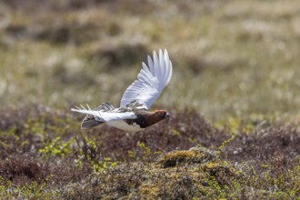 Willow ptarmigan, willow grouse (Lagopus lagopus, Lagopus albus) male, cock in summer plumage