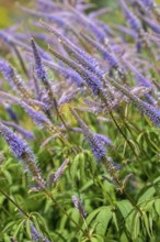 Culver's root, black root (Veronicastrum virginicum, Leptandra virginica) in garden, native to the