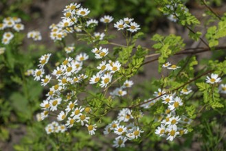Feverfew (Tanacetum parthenium, Chrysanthemum parthenium) in flower in late spring, early summer