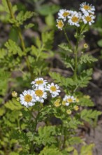 Feverfew (Tanacetum parthenium, Chrysanthemum parthenium) in flower in late spring, early summer