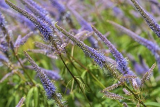 Culver's root, black root (Veronicastrum virginicum, Leptandra virginica) in garden, native to the