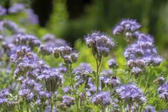 Lacy phacelia, tansy-leaf phacelia, blue tansy, purple tansy (Phacelia tanacetifolia), insectary