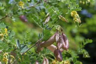 Bladder-senna (Colutea arborescens), leguminous shrub in flower with inflated bladdery pods, native