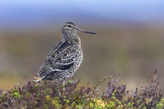 Great snipe (Gallinago media) male at lek on tundra breeding ground in spring (June), Sweden,