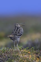 Great snipe (Gallinago media) male calling during courtship display at lek at dusk on tundra