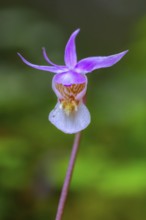 Calypso orchid, fairy slipper, Venus's slipper (Calypso bulbosa, Cypripedium bulbosum) in flower in