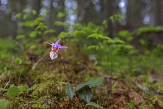 Calypso orchid, fairy slipper, Venus's slipper (Calypso bulbosa, Cypripedium bulbosum) in flower in