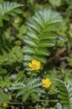 Common silverweed, silver cinquefoil (Argentina anserina, Potentilla anserina) close-up of yellow