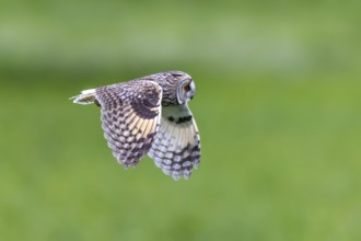 Long-eared owl (Asio otus) in flight over grassland at forest edge, hunting for rodents like mice