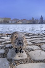 Coypu, nutria (Myocastor coypus) posing on quay along the Vltava river in the city Prague, Czech