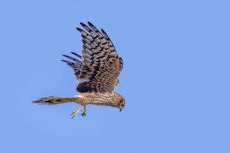 Montagu's harrier (Circus pygargus) adult female with caught bush cricket prey in its talons flying