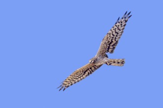 Montagu's harrier (Circus pygargus) adult female flying with damaged wing, tertials missing