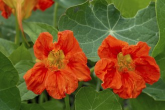 Garden nasturtium, Indian cress, monk's cress (Tropaeolum majus), edible flower in herb garden