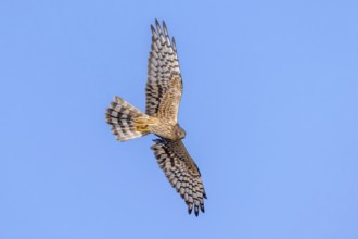 Montagu's harrier (Circus pygargus) adult female in flight against blue sky