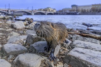 Coypu, nutria (Myocastor coypus) posing on waterfront along the Vltava river in the city Prague,