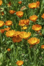Mary's gold, common marigold, pot marigold, Scotch marigold, ruddles (Calendula officinalis,