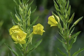 Common evening-primrose, sundrop, German rampion, hog weed (Oenothera biennis, Brunyera biennis) in