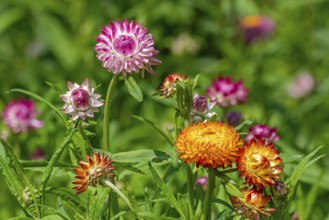 Colourful golden everlasting flowers, strawflowers (Xerochrysum bracteatum, Bracteantha bracteata)