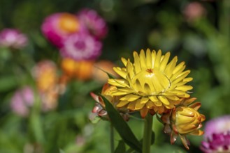 Colourful yellow everlasting flower, strawflower (Xerochrysum bracteatum, Bracteantha bracteata)