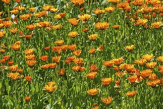 Mary's gold, common marigold, pot marigold, Scotch marigold, ruddles (Calendula officinalis,