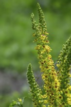 Black mullein, dark mullein (Verbascum nigrum) in flower