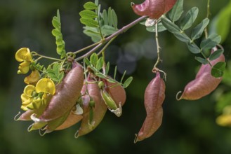 Bladder-senna (Colutea arborescens), leguminous shrub in flower with inflated bladdery pods, native