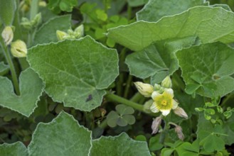 Squirting cucumber, noli me tangere, touch-me-not (Ecballium elaterium) close-up of flower and