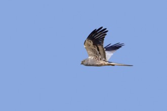 Montagu's harrier (Circus pygargus) adult male in flight against blue sky